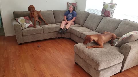 Puppies Get A New Couch