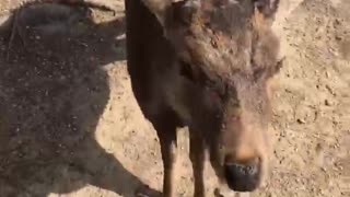 Deer Politely Bows To Man