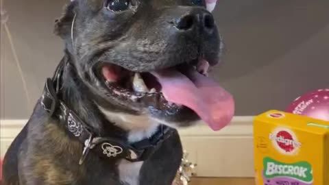 Phillii the Staffy loves her birthday party