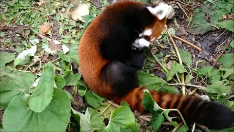 Cutest Red Panda ... so adoreable