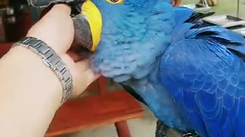 Indian parrot talking smart animals
