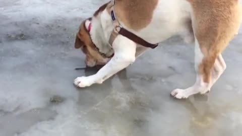 Confused pup can't fetch stick frozen under ice