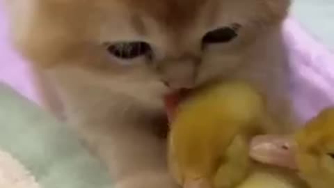 The kitten 😺 deeply 😍 love with the 🦆 duckling 😂