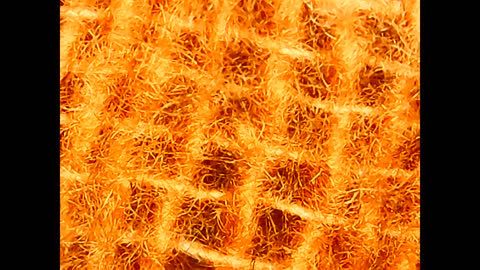 microscopic view of a piece of cotton