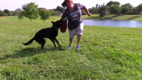 Learn Step by Step Training for Guard Dog!