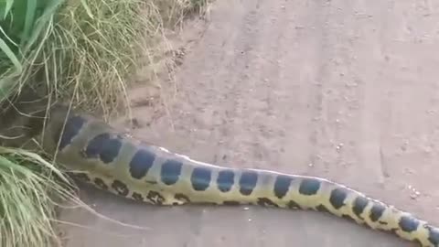 my God an Anaconda giant, crossing the street