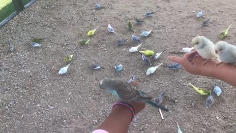 Little girls get covered with friendly birds