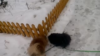 German Spitz Oliver Part 1