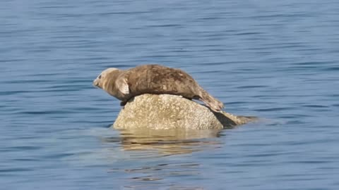 seal Play jumps