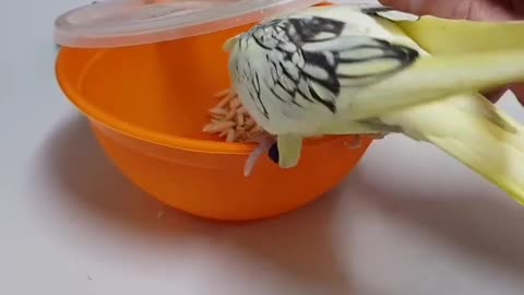 Birds Trying To Open the Food Jar