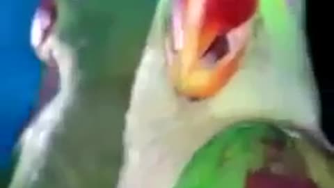 See how this funny parrot is talking