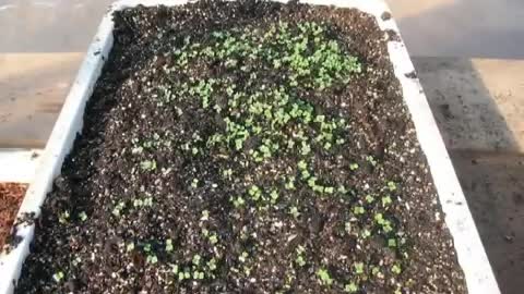 Backyard Greenhouses - First Seedlings