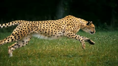 Learn about cheetahs