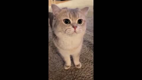 Furry Frenzy: Adorable Cat Antics😺 #cat #viral# cat baby