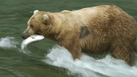 animal bear movie