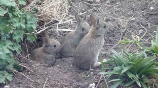 Cute Easter bunnies wandering around