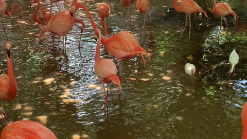 Jungle Island Miami Fl.