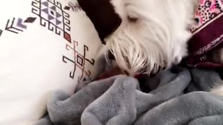 White dog burry food in blanket