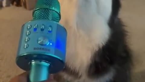 My_Husky_Is_Singing || Funny_Dogs
