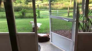 A Goose Conversation 2