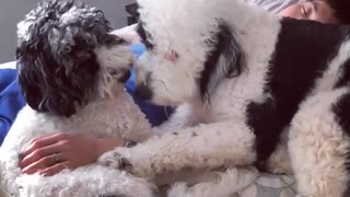 Poodles love spending time with owner while he sleeps