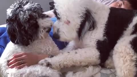 Poodles love spending time with owner while he sleeps