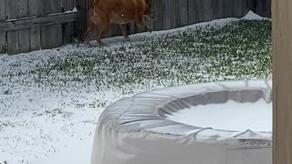 Texas dogs snow adventure