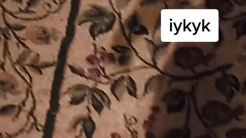 Funny Tik Tok 2