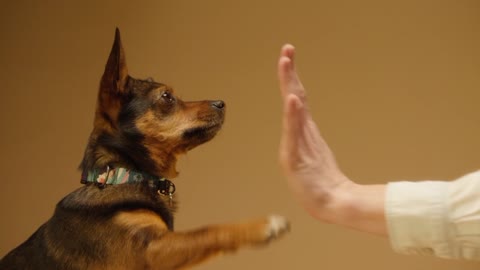 Dog are being taught to shake hands