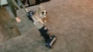 Coco the Dog VS the Vacuum for the 1st Time