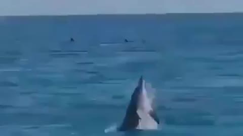 Dolphins doing acrobatics in the wild