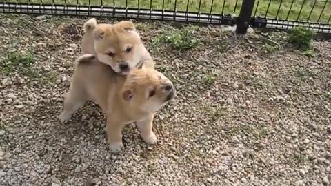 Puppy funny fighting