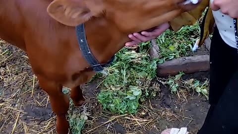 Feeding the calf.