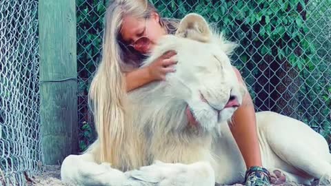 Some lovens for Timba, the mohawk man 🦁 #NOTpets #lions #whitelion #whitelions