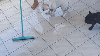 Playful Bulldogs Have Fun During Floor Cleaning