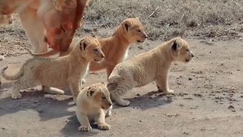 Africa Pride ( cute baby lion cubs with mom)