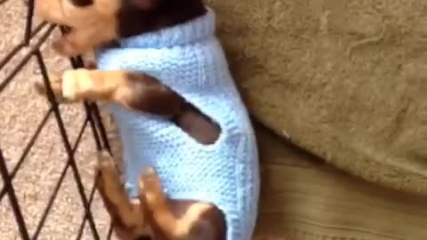 Dachshund Puppy Doing Sausage Rolls!