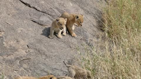 (ORIGINAL AUDIO) ADORABLE! SIX LITTLE LION CUBS enjoy their first outdoor adventure