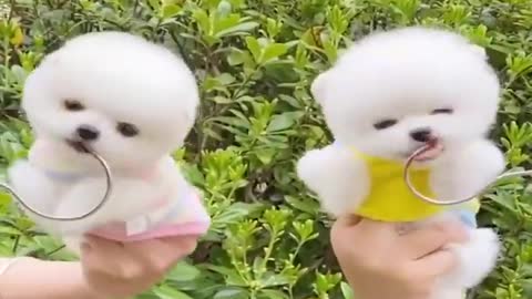 Funny and Cute Puppies hair cutting Videos 01