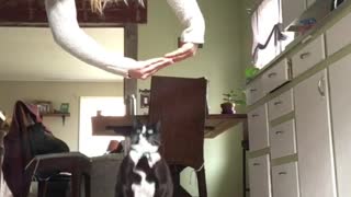 Cat Does Trick Like Dog