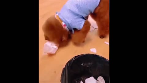 Janitor dog cleaning the house