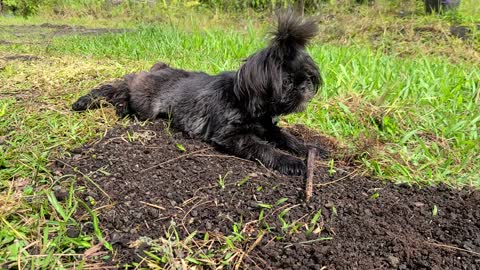 Poky Found A Stick To Chew