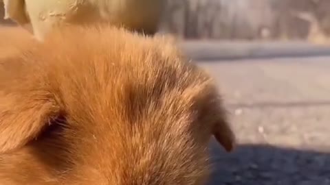 Cute sleepy puppy and parrot