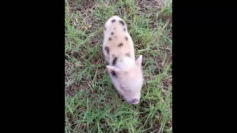 This Adorable Pig Oinks His Way To His Owner!!!