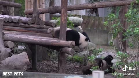 Adorable Panda Compilation cute and funny
