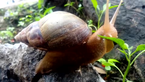The snail gnaw and eat all the leaves of young trees within 1 minute 30 seconds
