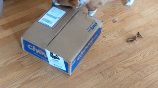 Corgi gets a Chewy Box