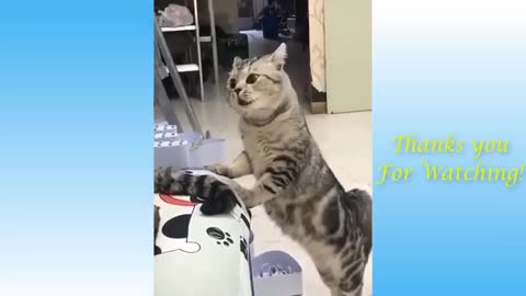 Best funny cat videos of the week TOO FUNNY