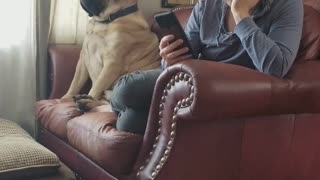 Huge Dog upset that his human is taking up too much room on his couch
