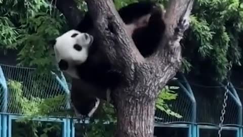 I will show you how.....#climbing #Panda